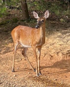 Deer at Lost Indian Camp